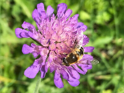 Alpine Heimatliebe Bild 2