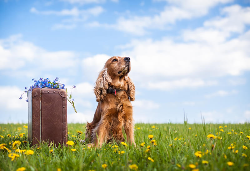 Holiday-with-dog